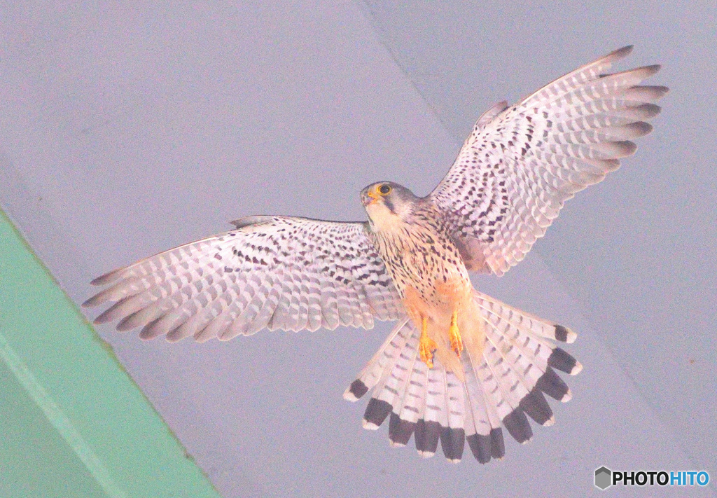 街のチョウゲンボウ