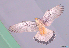 街のチョウゲンボウ