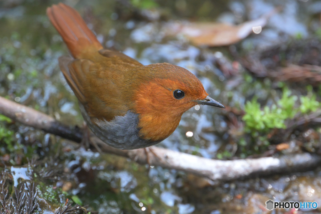 コマドリをノートリで②