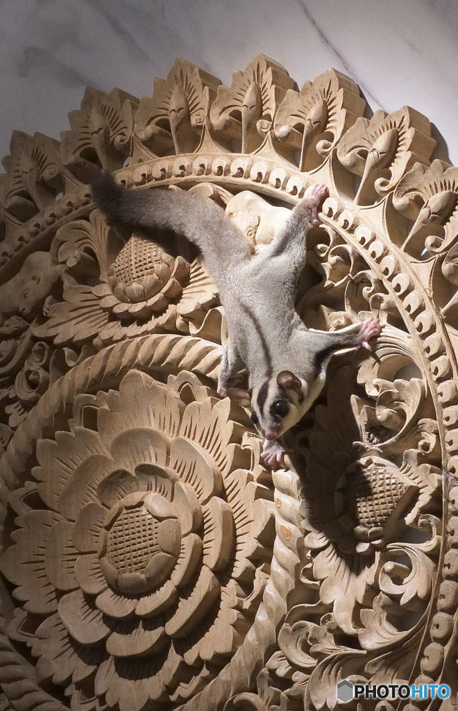 レリーフにモモンガ