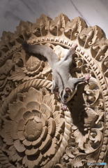 レリーフにモモンガ