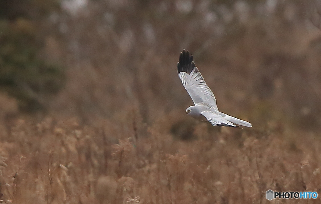ハイチュウさん登場