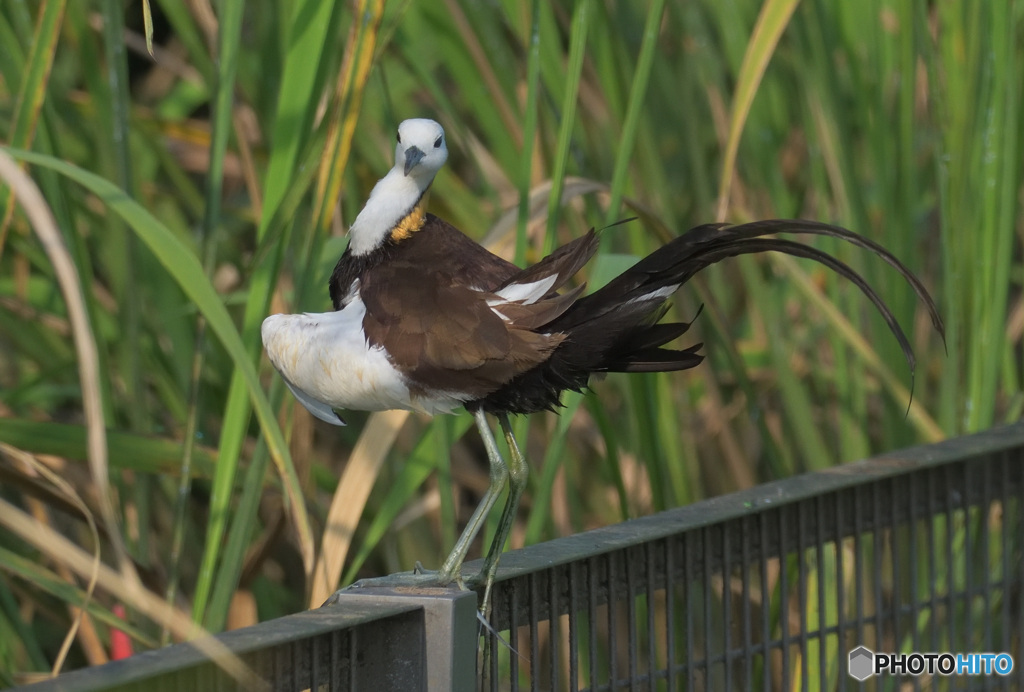 初めてのレンカク③