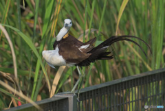 初めてのレンカク③