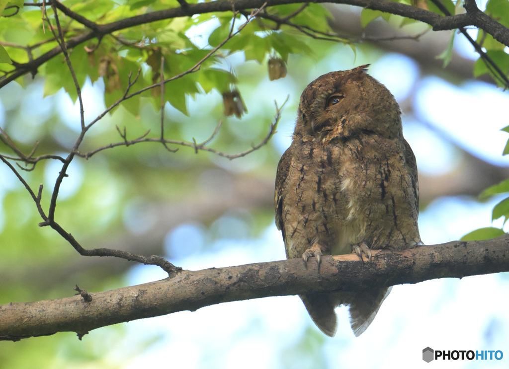 オオコノハズク④