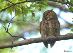 オオコノハズク④