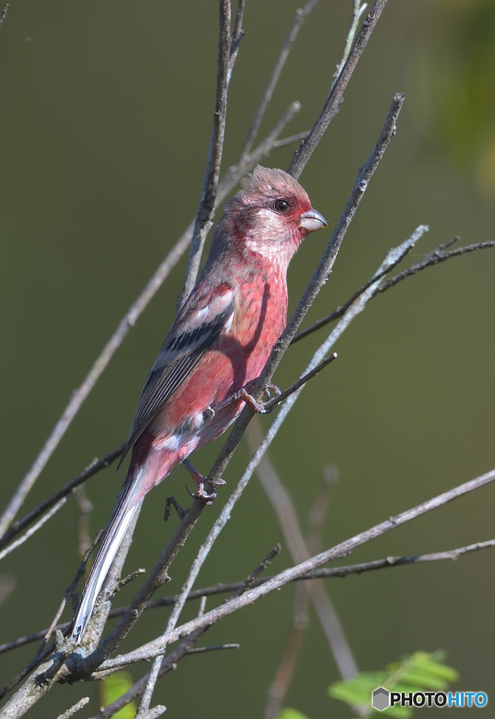 本日のベニマシコ君