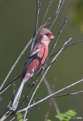本日のベニマシコ君