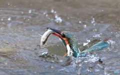 海女ちゃん(^_^;)