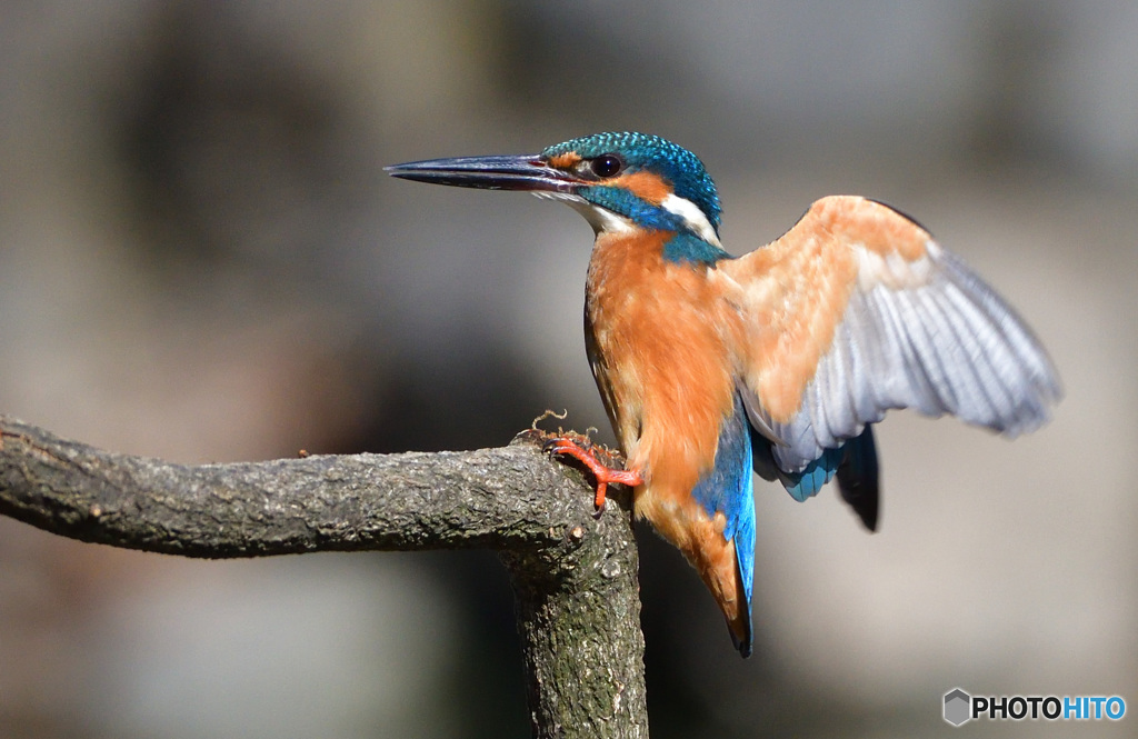 タッチダウン！(20170212）