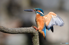 タッチダウン！(20170212）