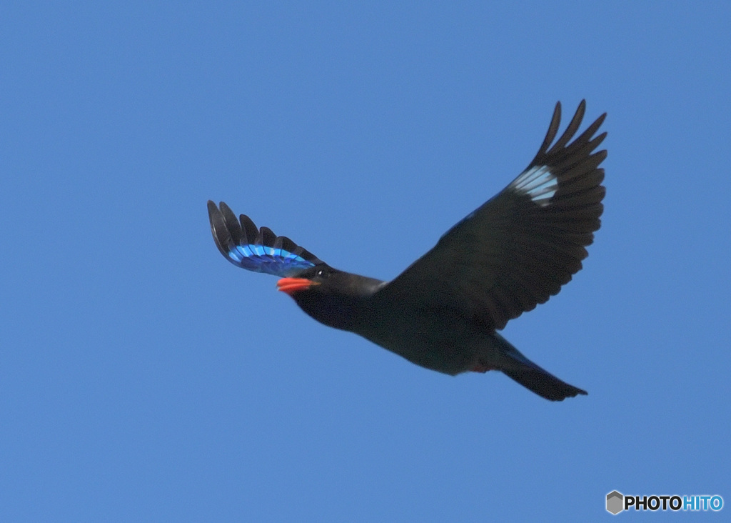 5月のブッポウソウ⑫