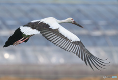 コウノトリの飛翔Ⅱ