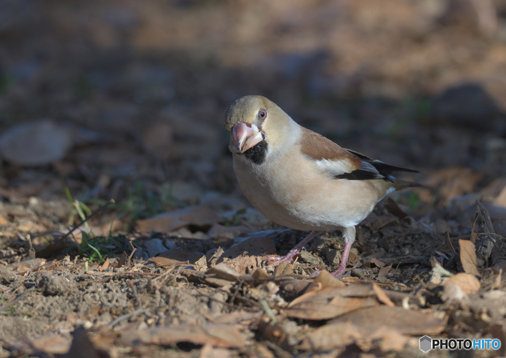 大晦日はシメで閉めます