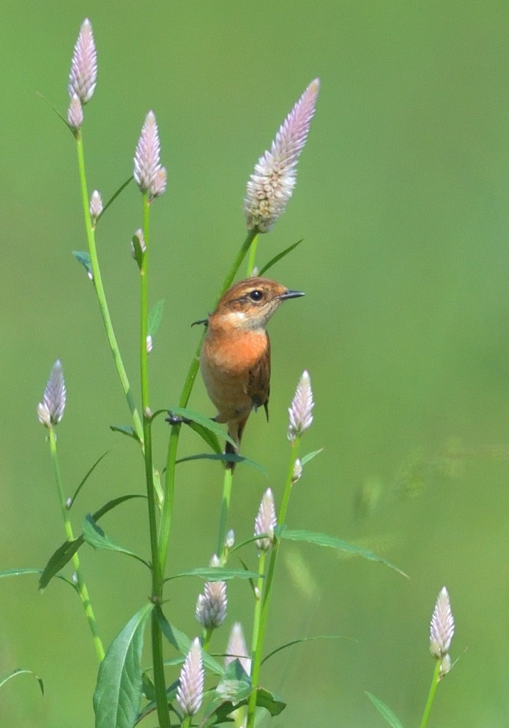 ノゲイトウにノビタキ