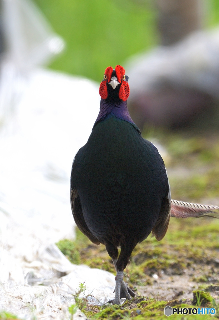 モデル立ちの雉