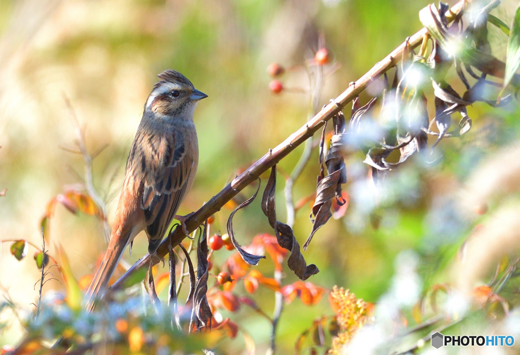 秋色ホオジロ②