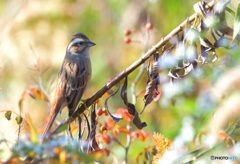 秋色ホオジロ②