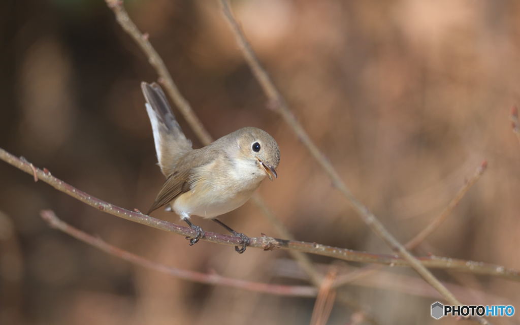ニシオジロビタキさん