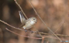 ニシオジロビタキさん