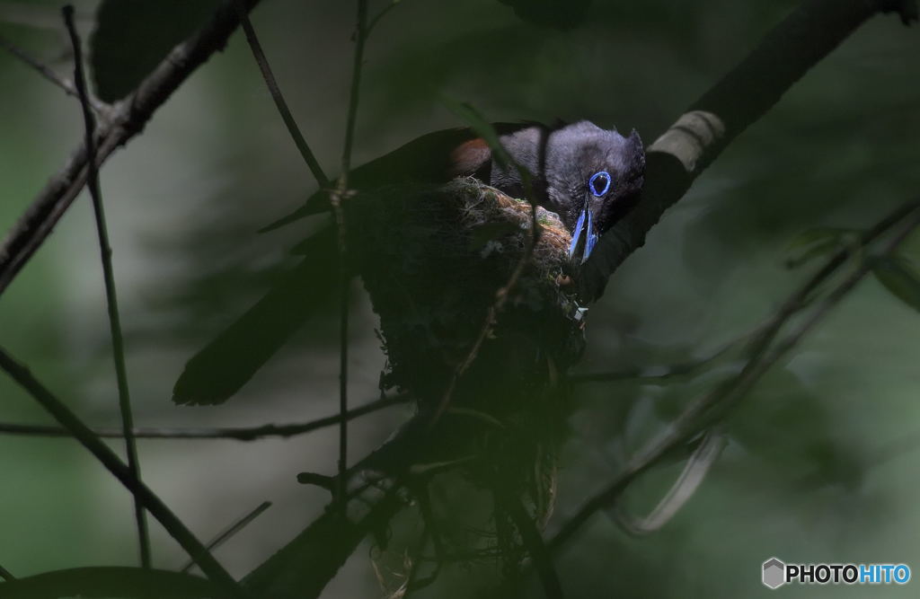 サンコウチョウ2019①
