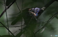 サンコウチョウ2019①