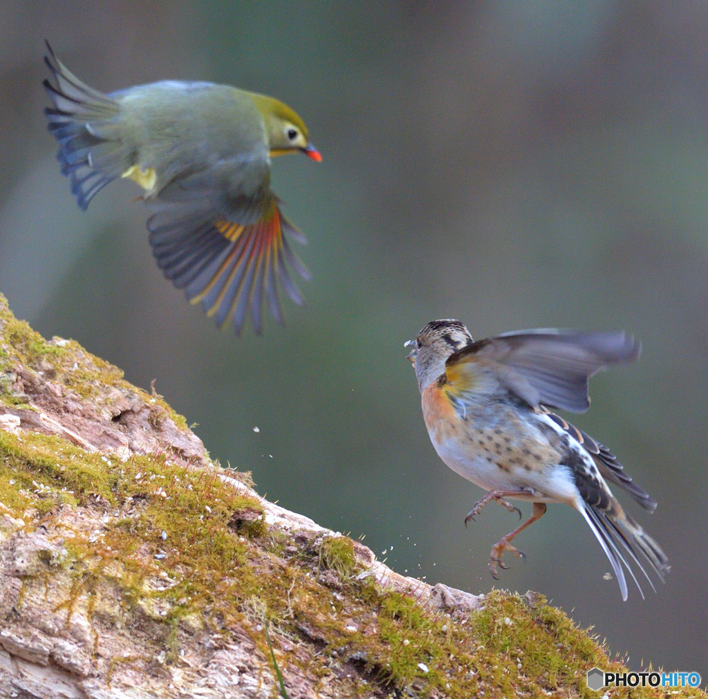 ソウシチョウVSアトリ