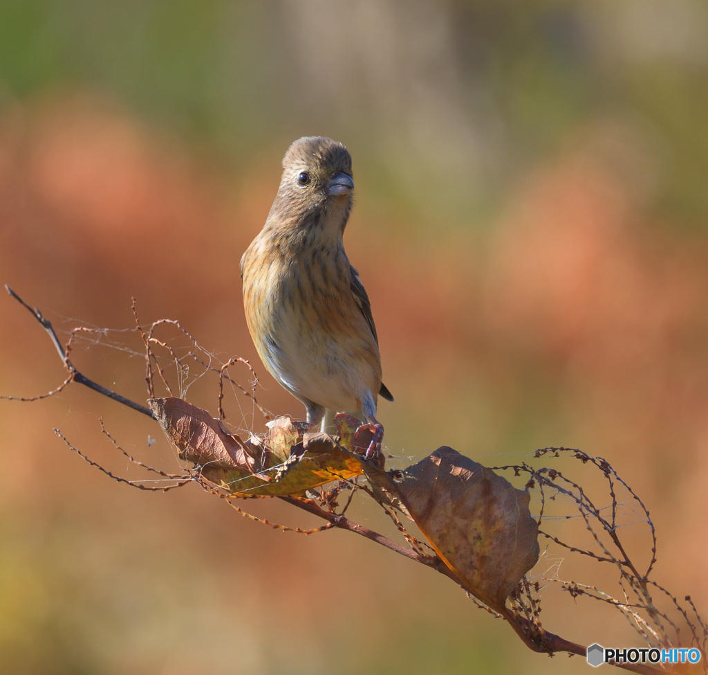 秋色ベニマシコさん②