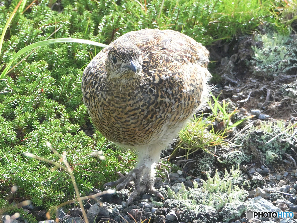 室堂平のライチョウ⑧