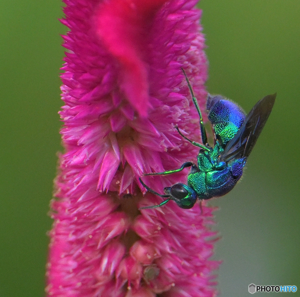 オオセイボウ2023⑩