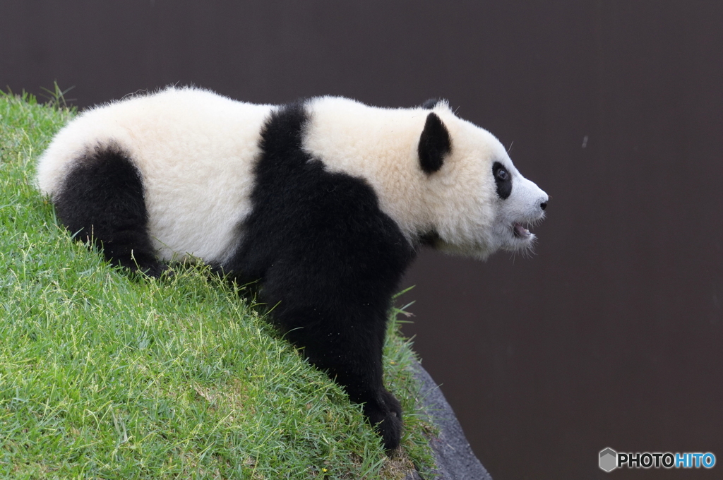 こんな番犬が欲しい