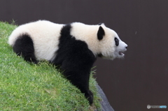 こんな番犬が欲しい