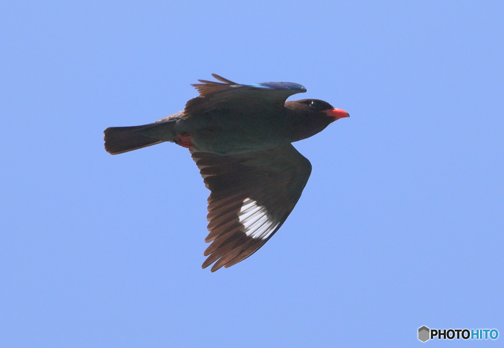在庫のブッポウソウ③