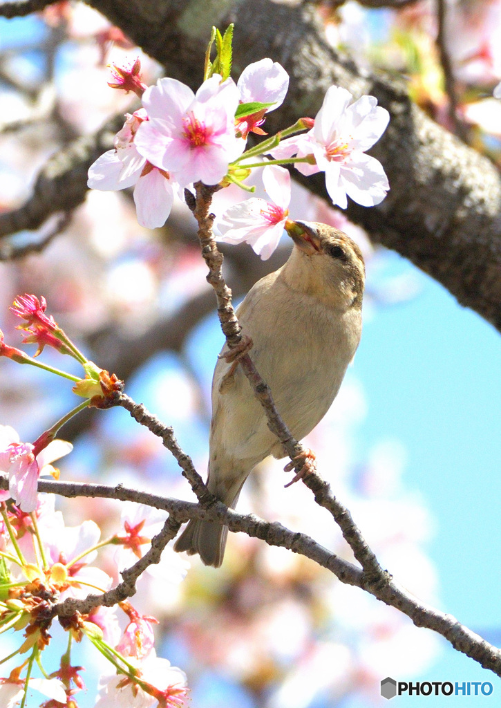 桜にニュウナイスズメ③