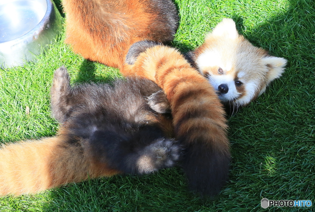 母の尾に甘える