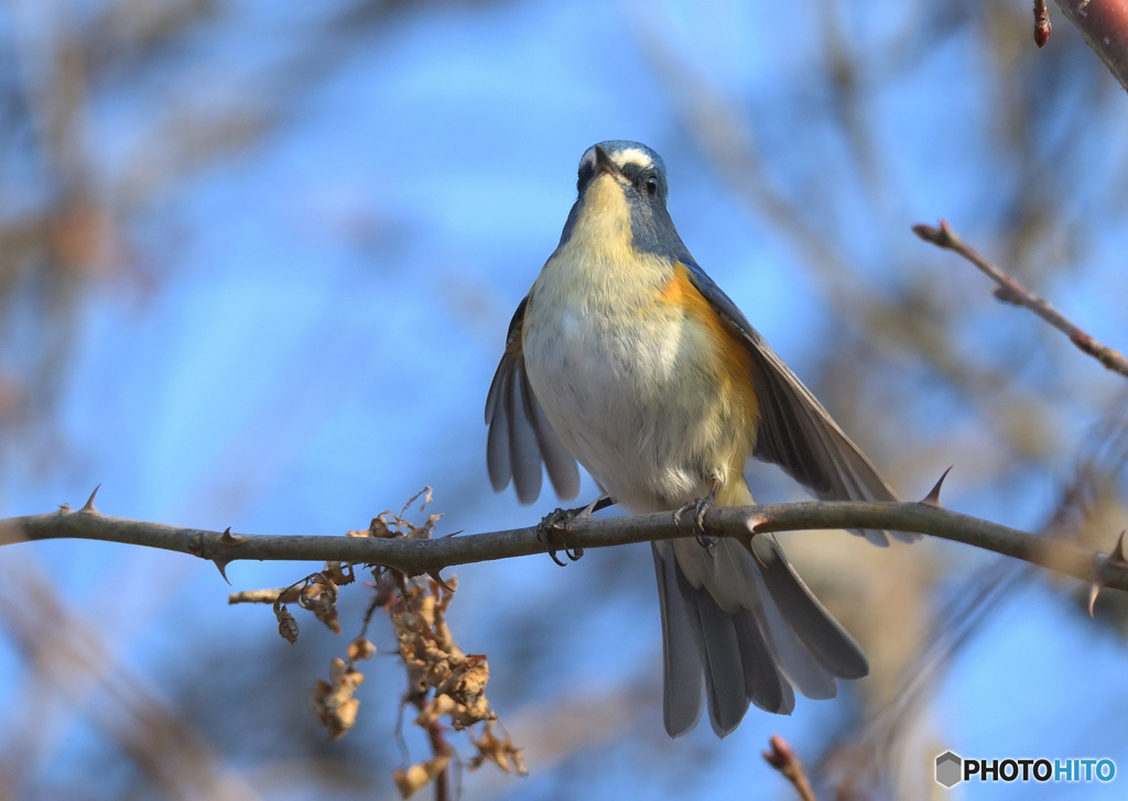 元気なルリビタキ君