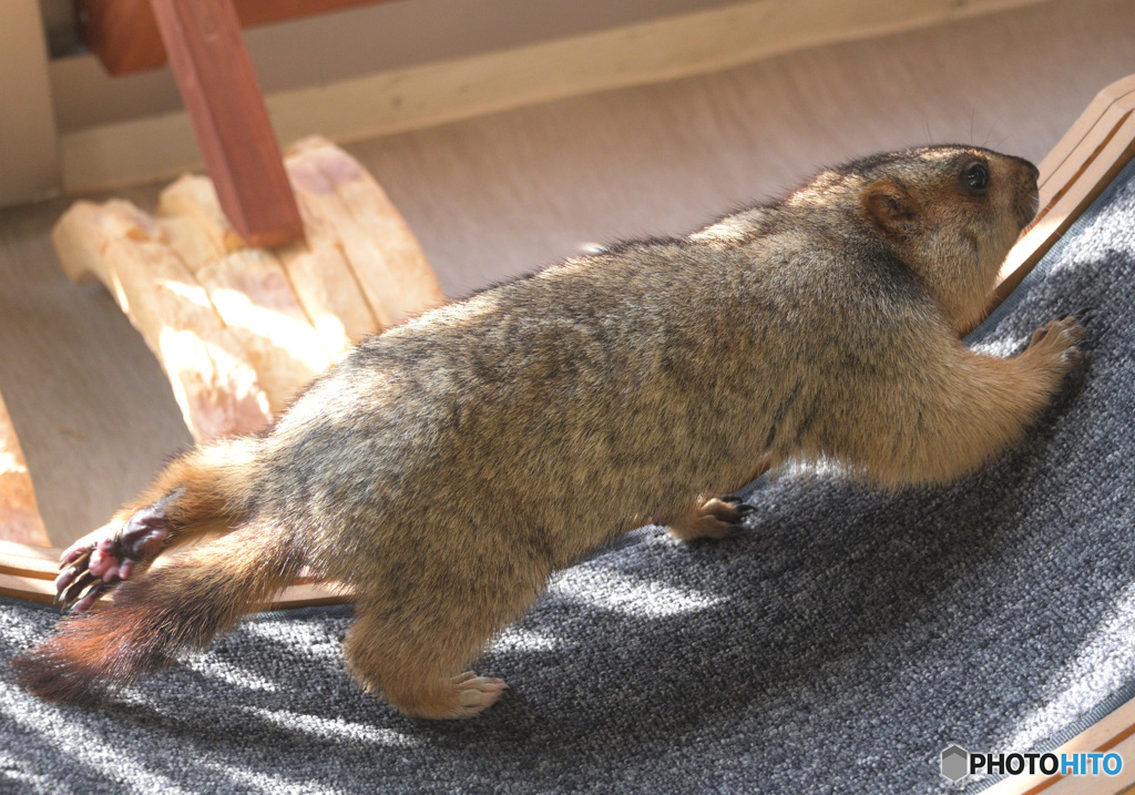 走る！マーモット