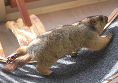 走る！マーモット