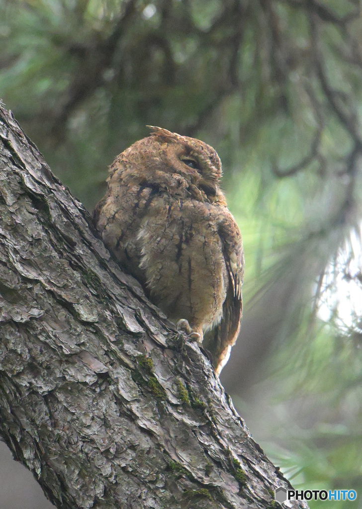 オオコノハズク⑤