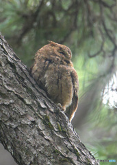 オオコノハズク⑤