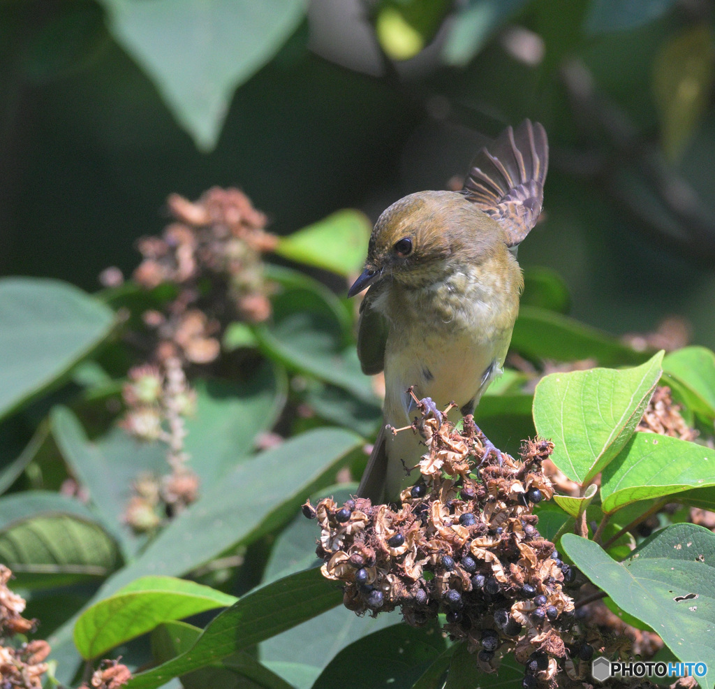 元気なオオルリさん
