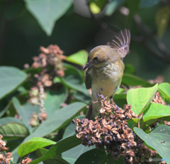 元気なオオルリさん