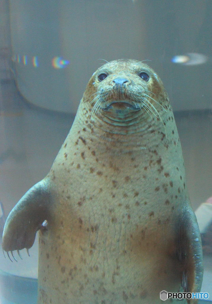 ゴマフアザラシのひょっこりはん