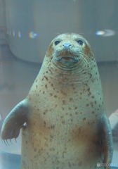 ゴマフアザラシのひょっこりはん