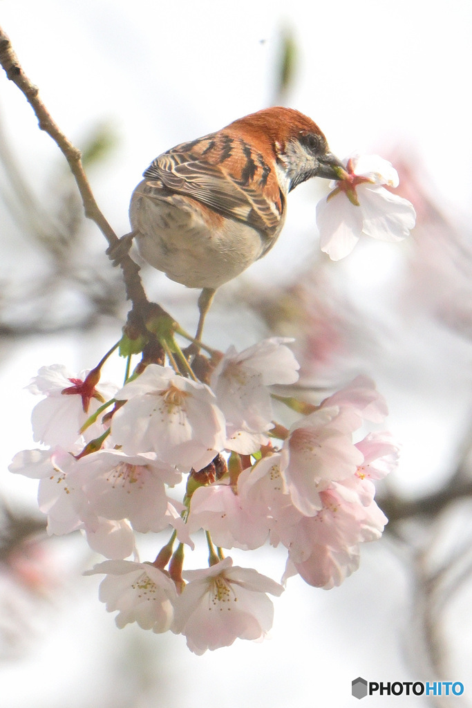 桜にニュウナイスズメ⑨