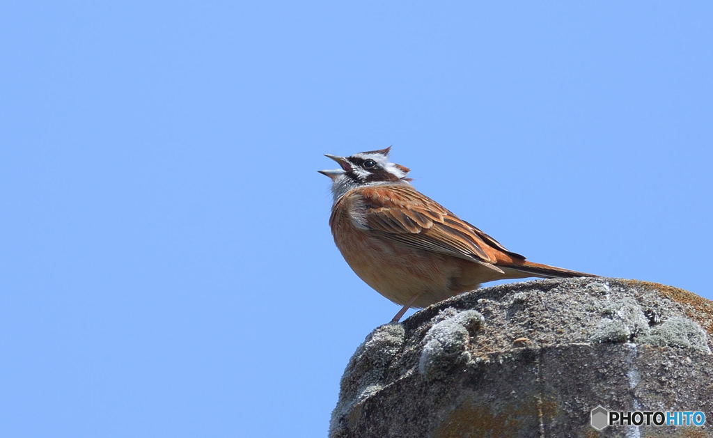 本日のホオジロさん