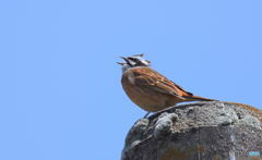 本日のホオジロさん