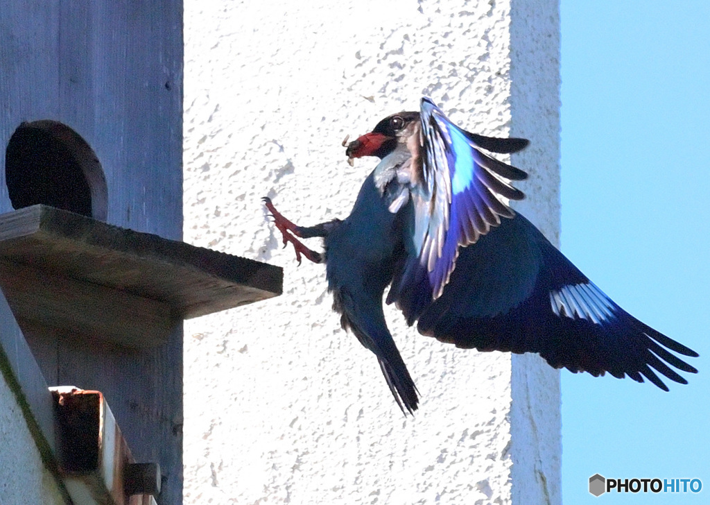 ７月のブッポウソウ⑩