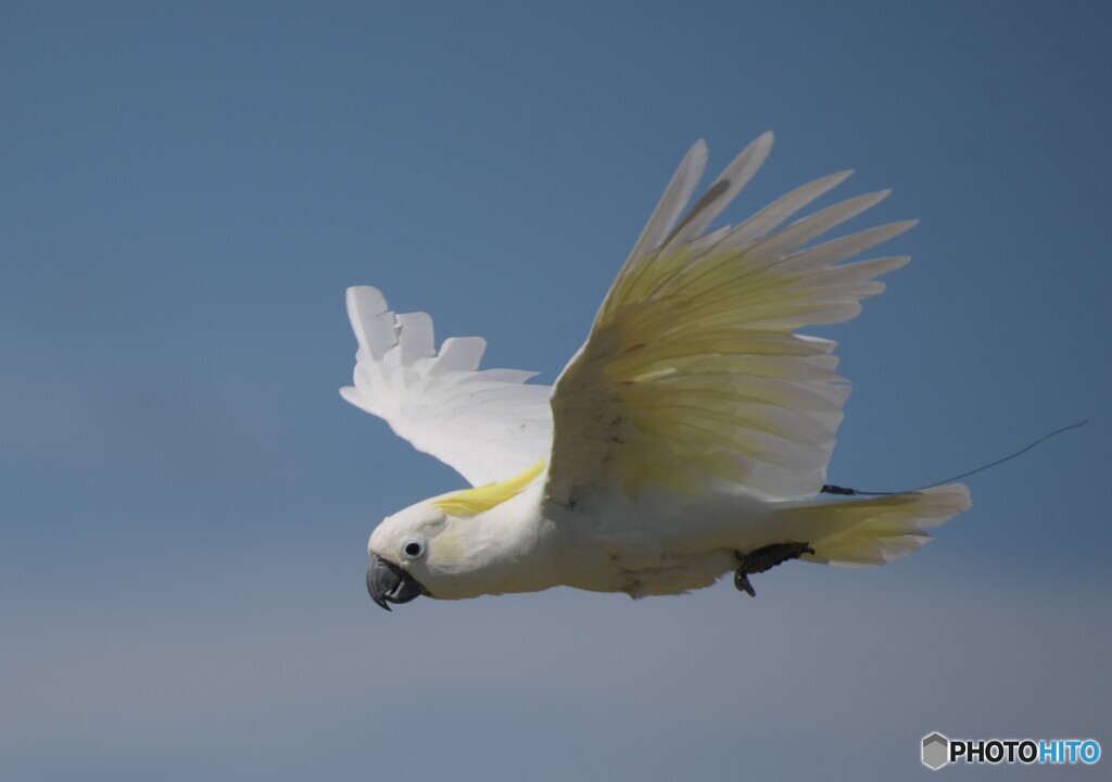 バードショー④