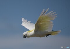 バードショー④